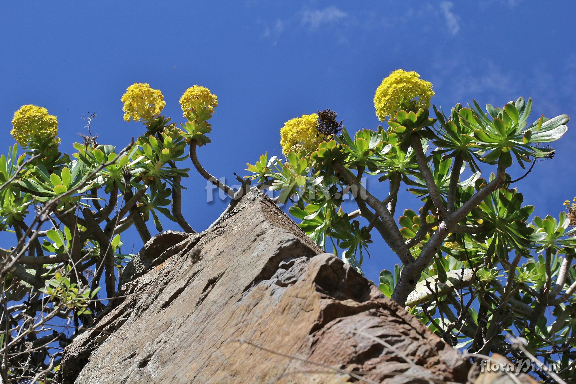 Aeonium holochrysum