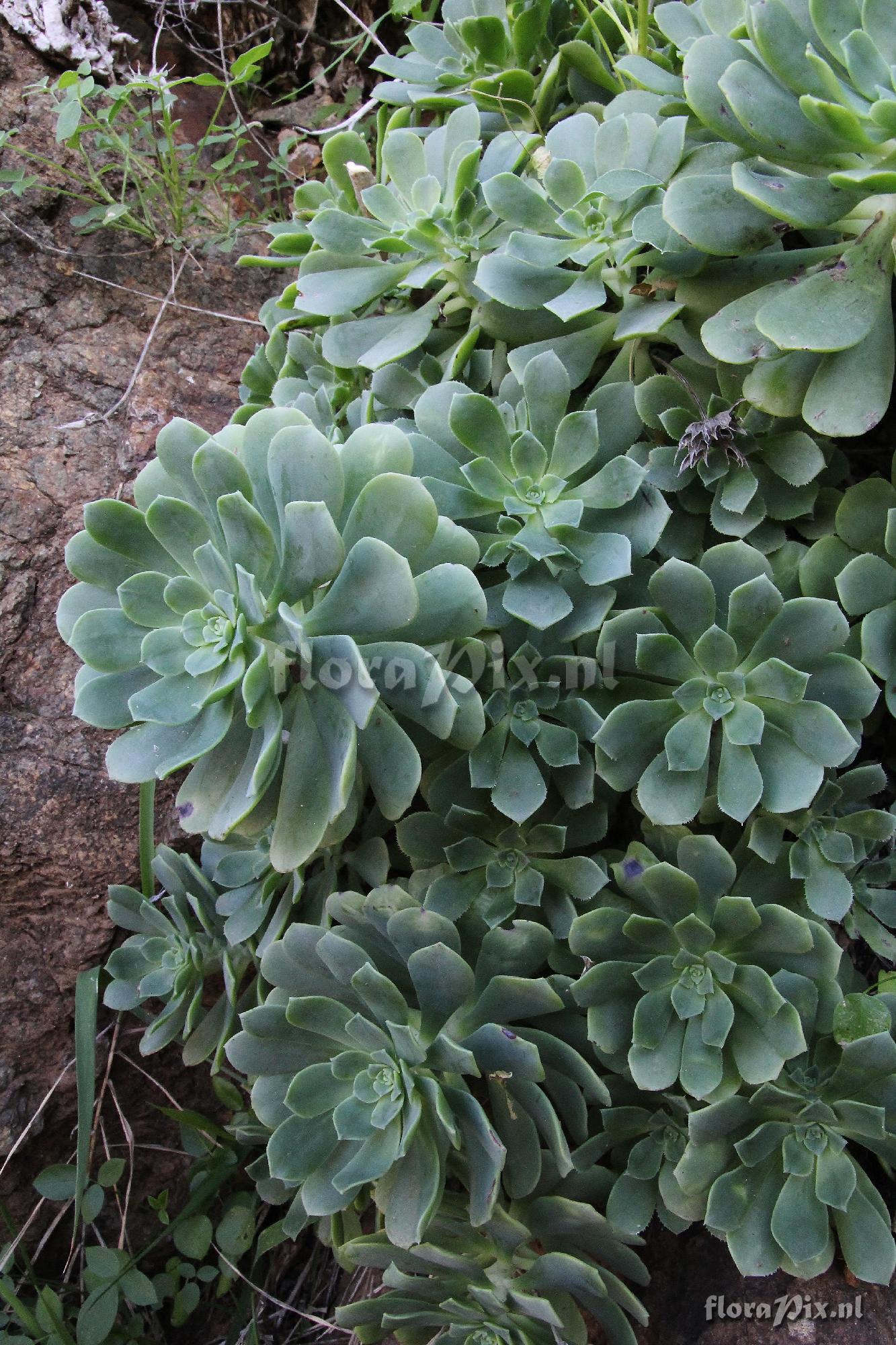 Aeonium castello-paivae