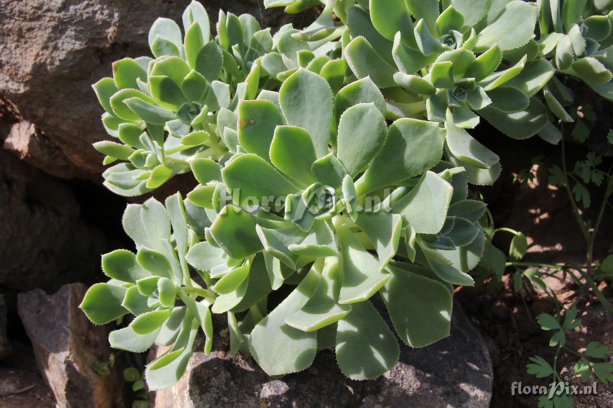 Aeonium castello-paivae