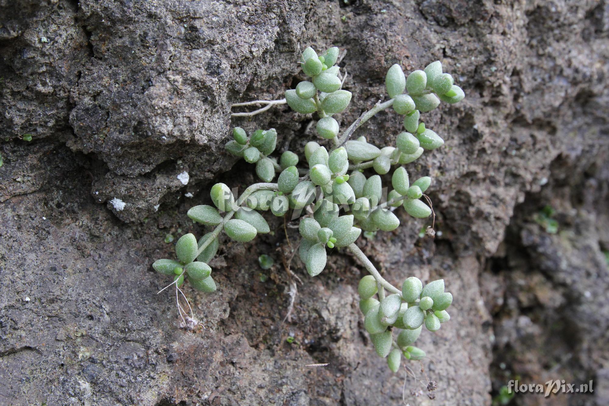 unknown Monanthes laxiflora