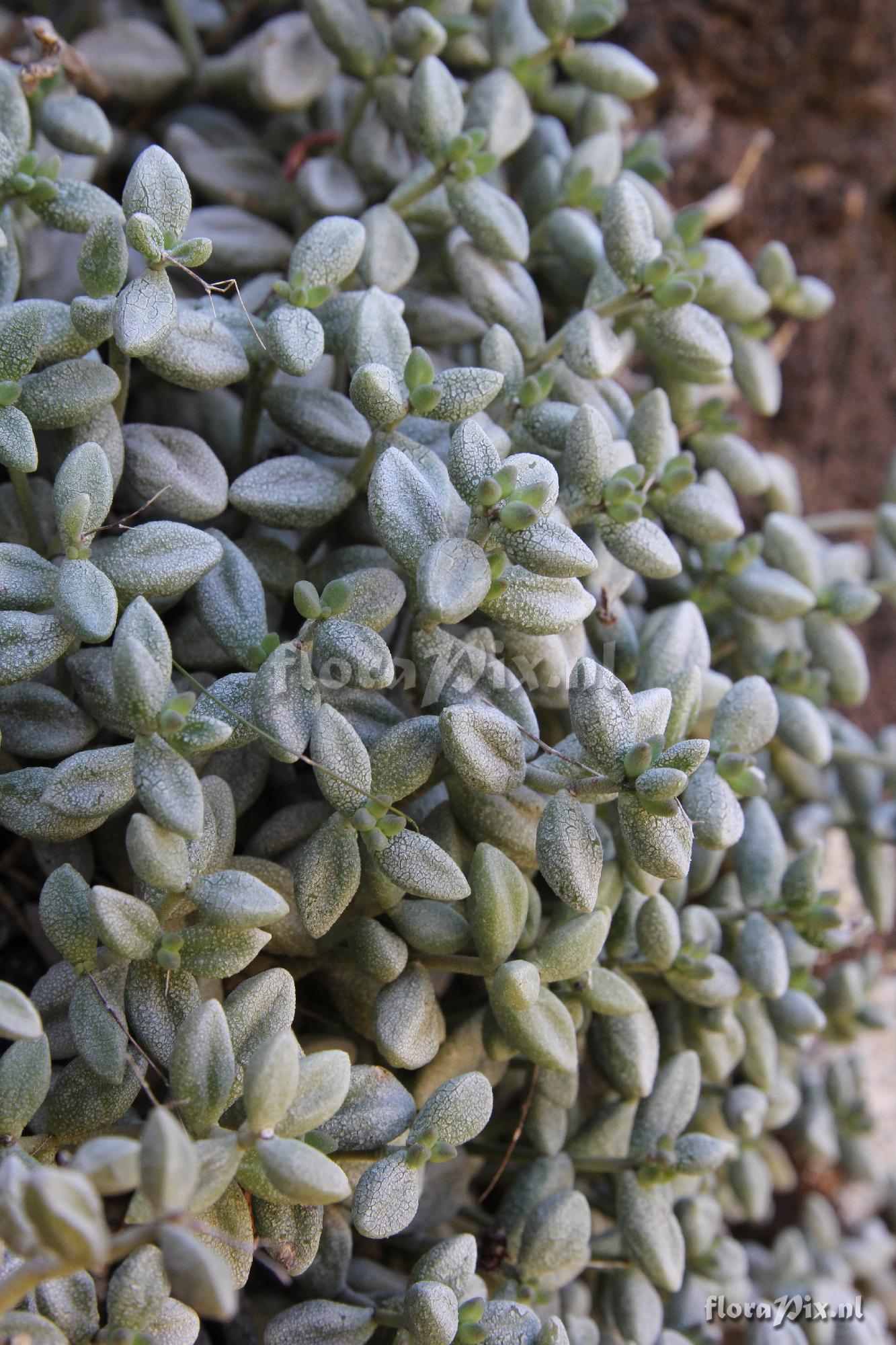 unknown Monanthes laxiflora