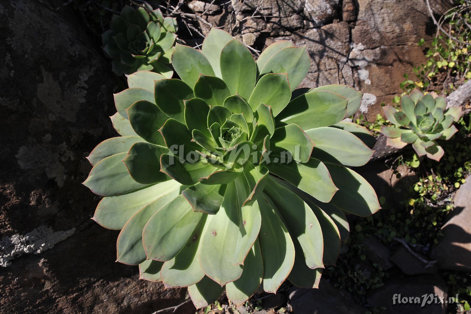 Aeonium appendiculatum