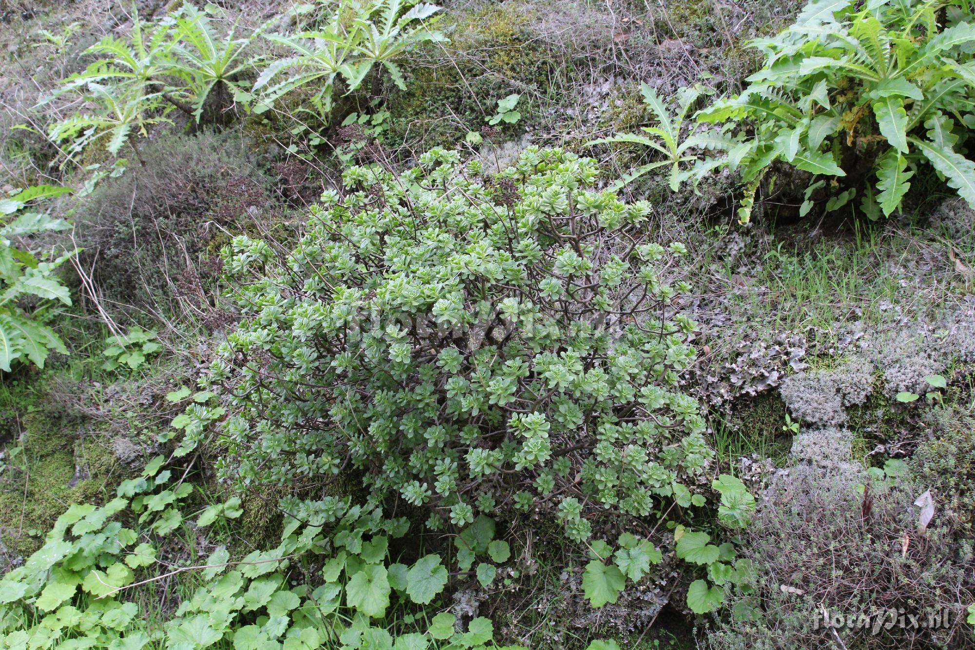 Aeonium spathulatum var. spathulatum