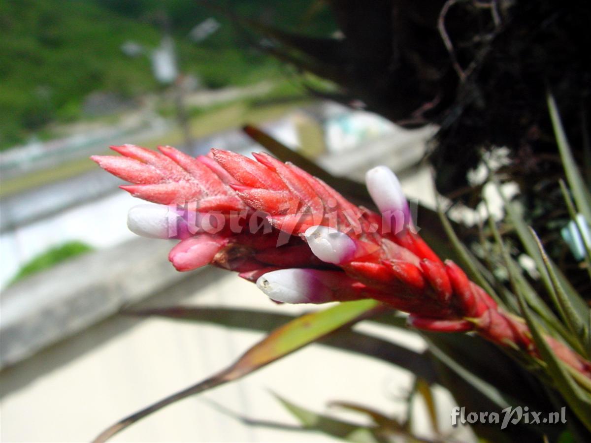 Tillandsia fragrans