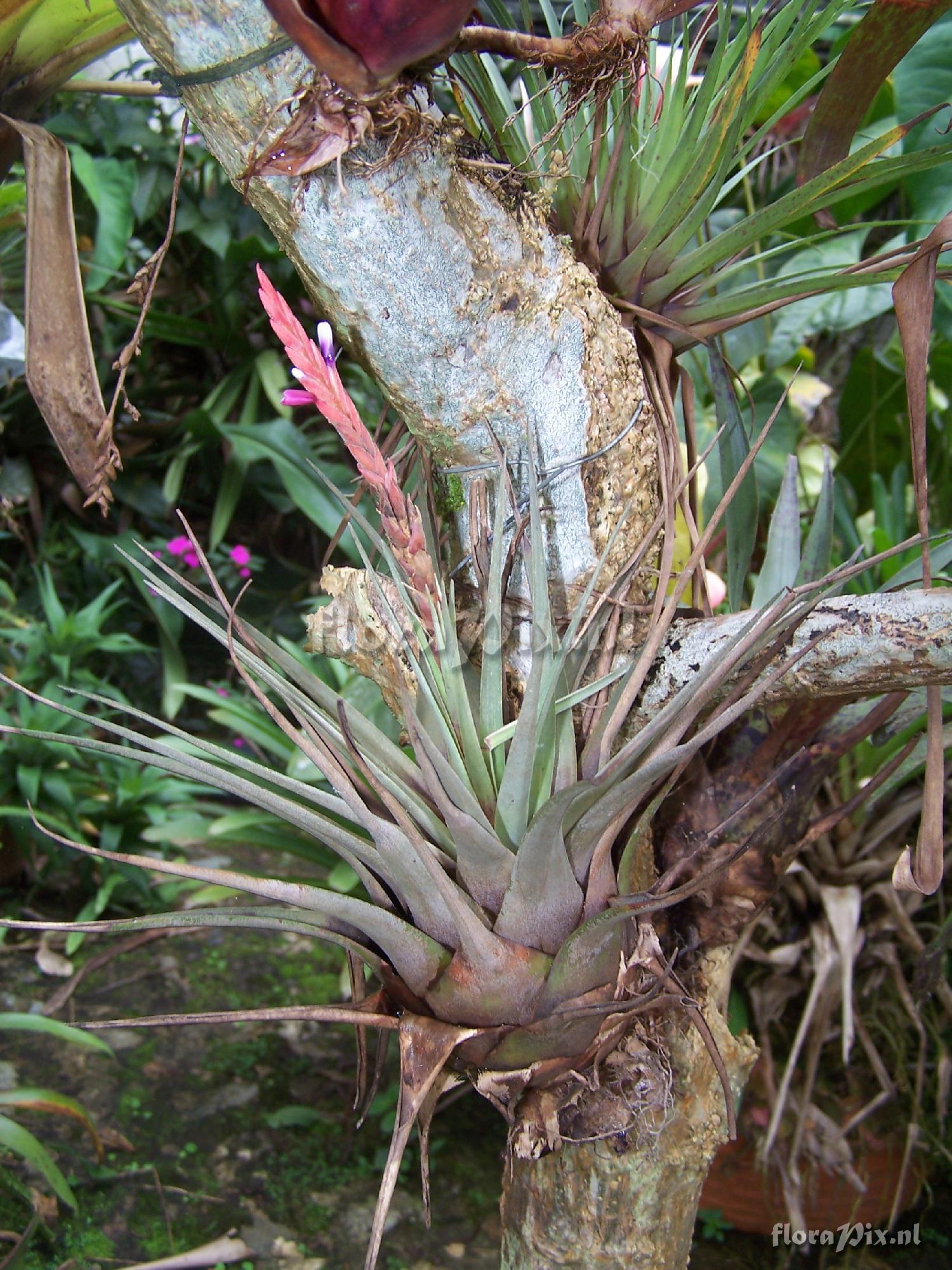 Tillandsia limonensis