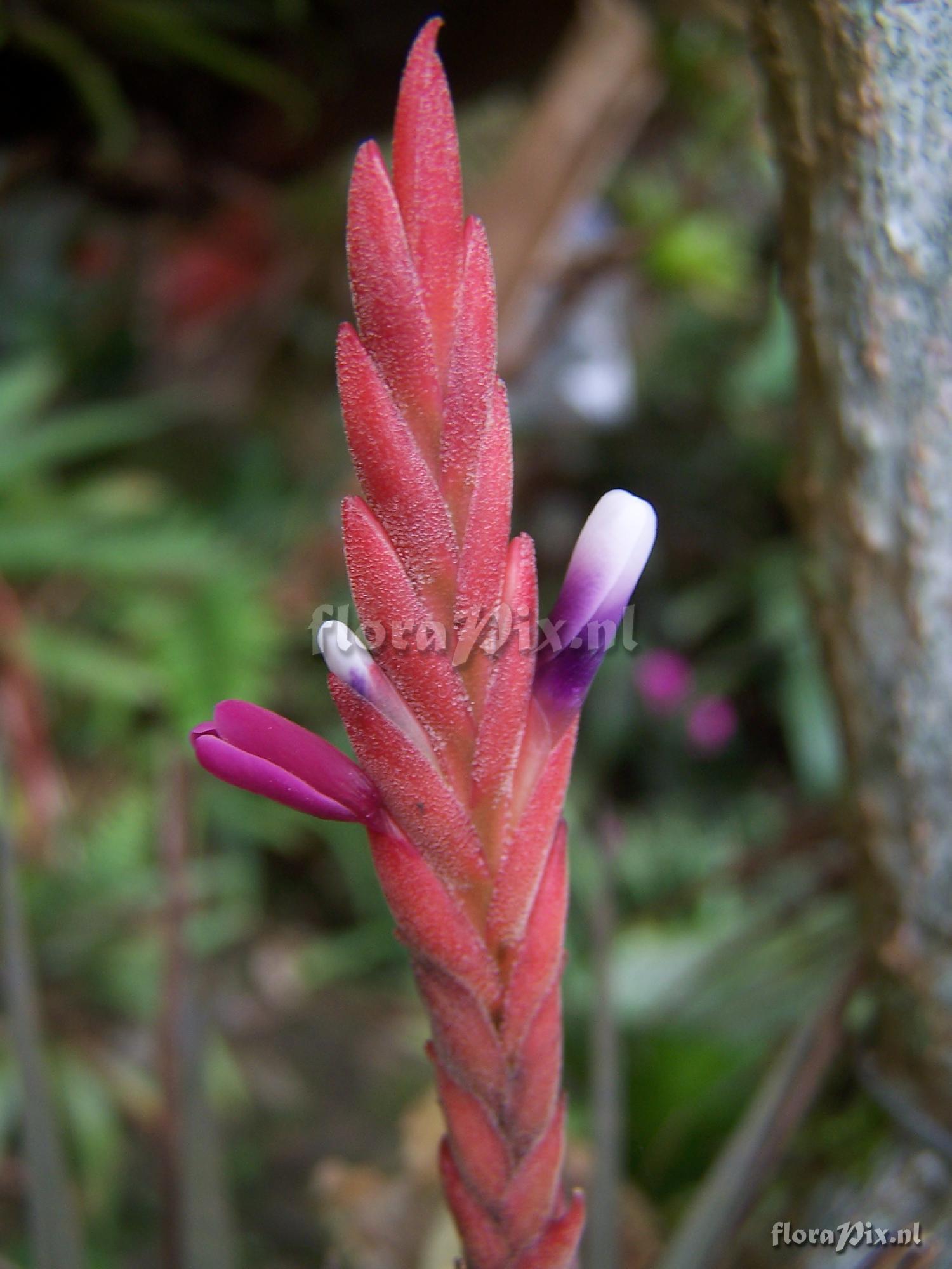 Tillandsia fragrans