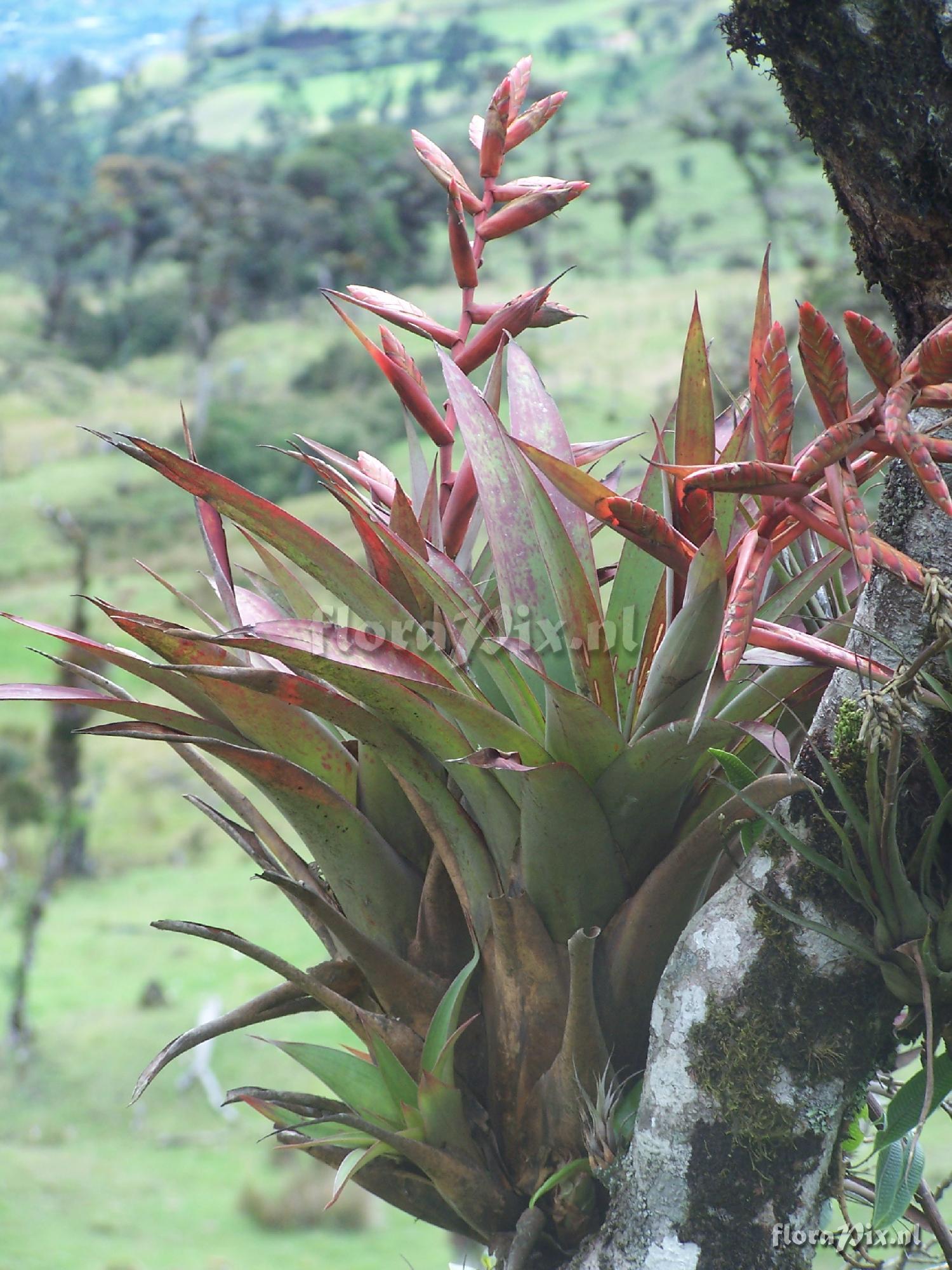 Tillandsia sp.