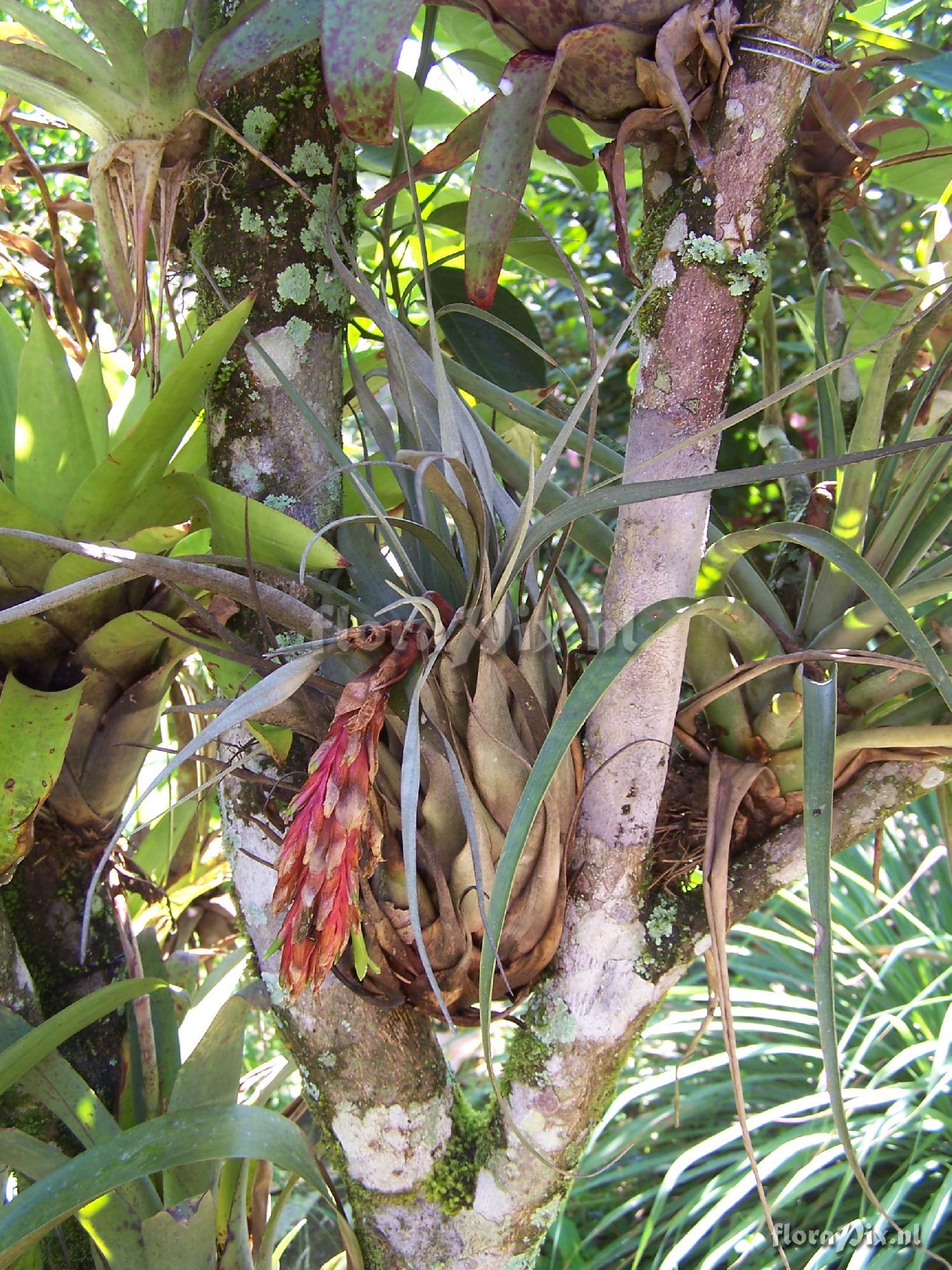 Tillandsia lutheri