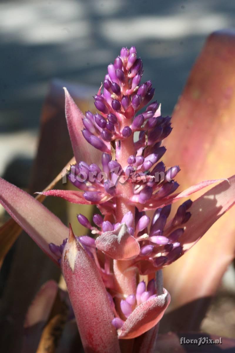 Aechmea rubro-lilacina