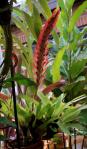 Vriesea erythrodactylon