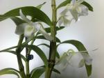 Dendrobium nobile var alba