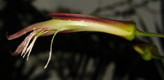 Pitcairnia aff. spectabilis