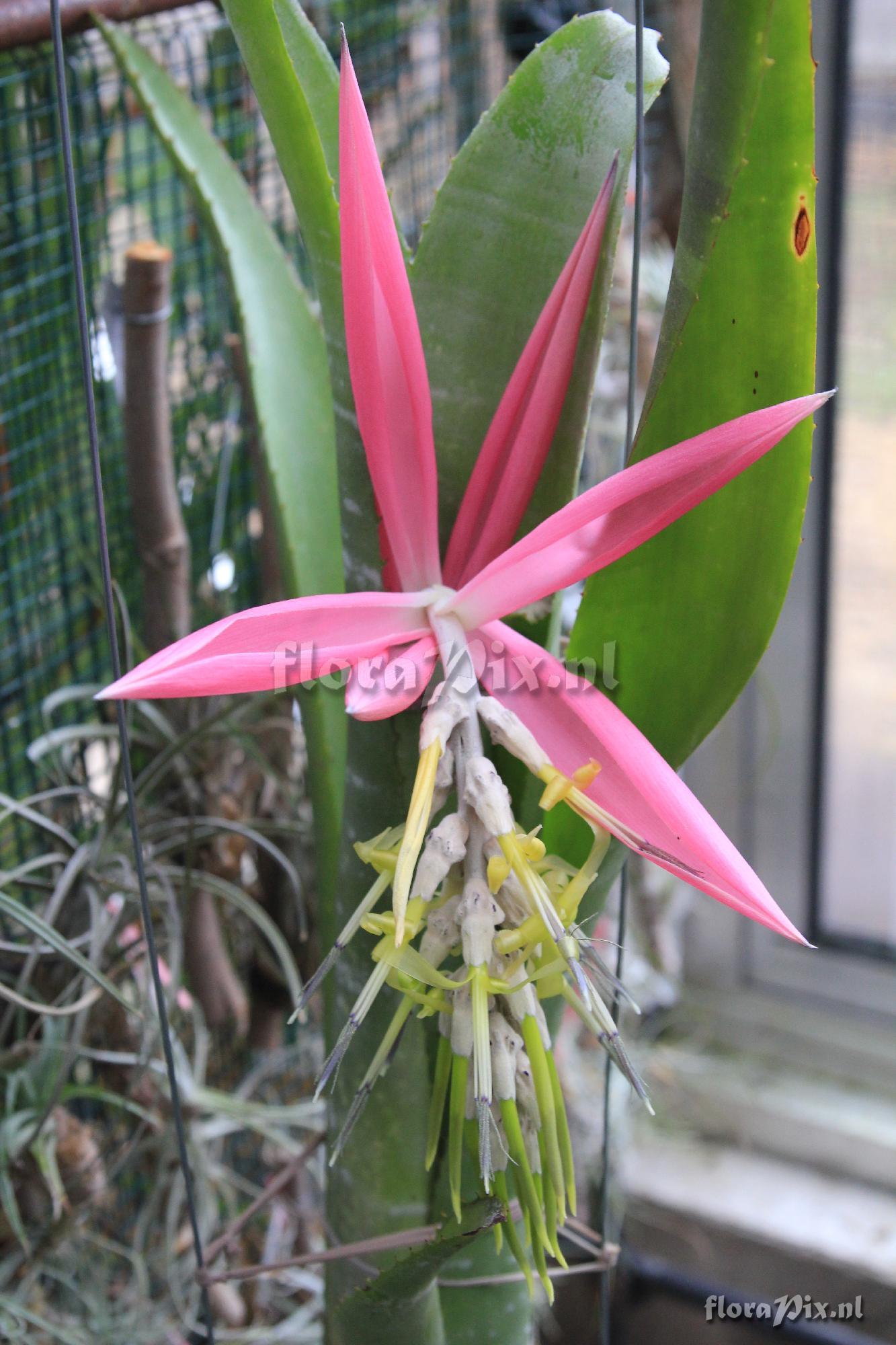 Billbergia zebrina