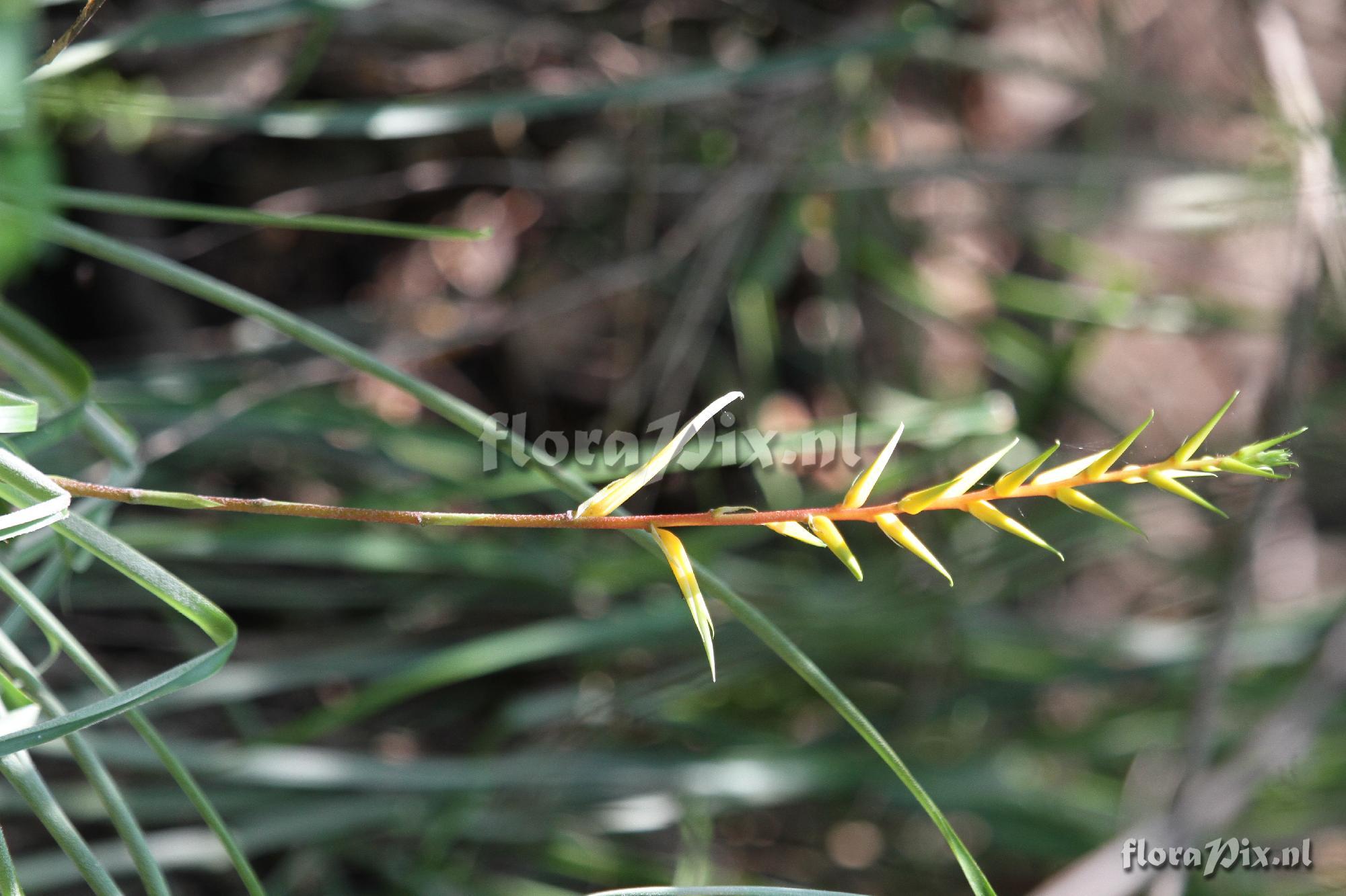 Pitcairnia 