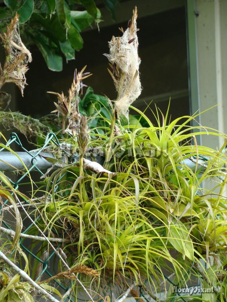 Tillandsia polystachia