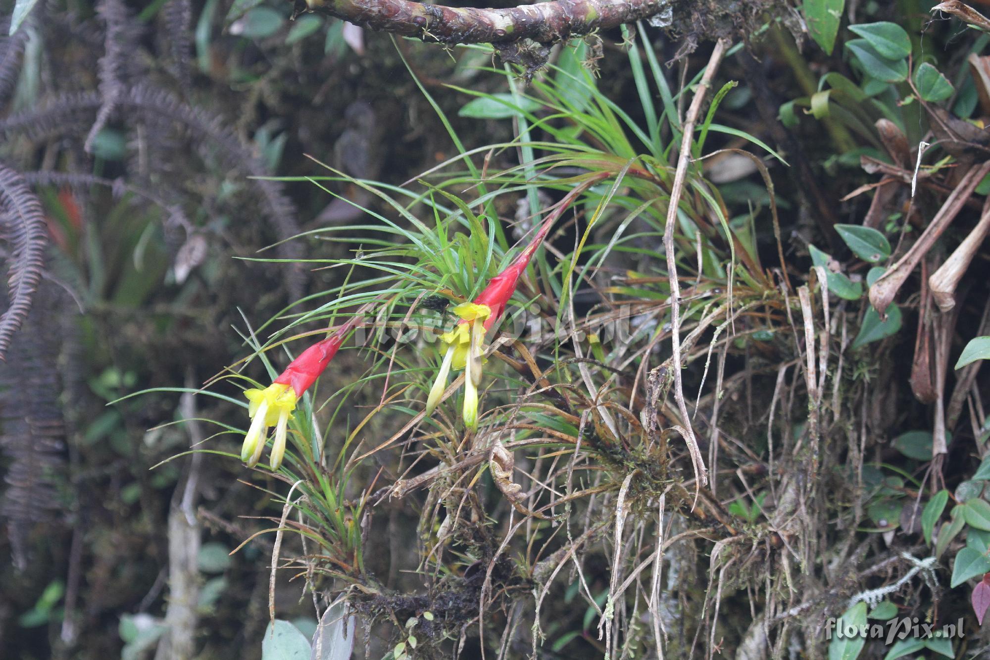 Guzmania  oligantha