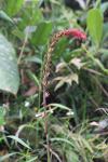 Pitcairnia multiflora