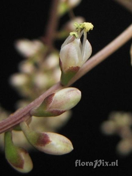 Hechtia glauca