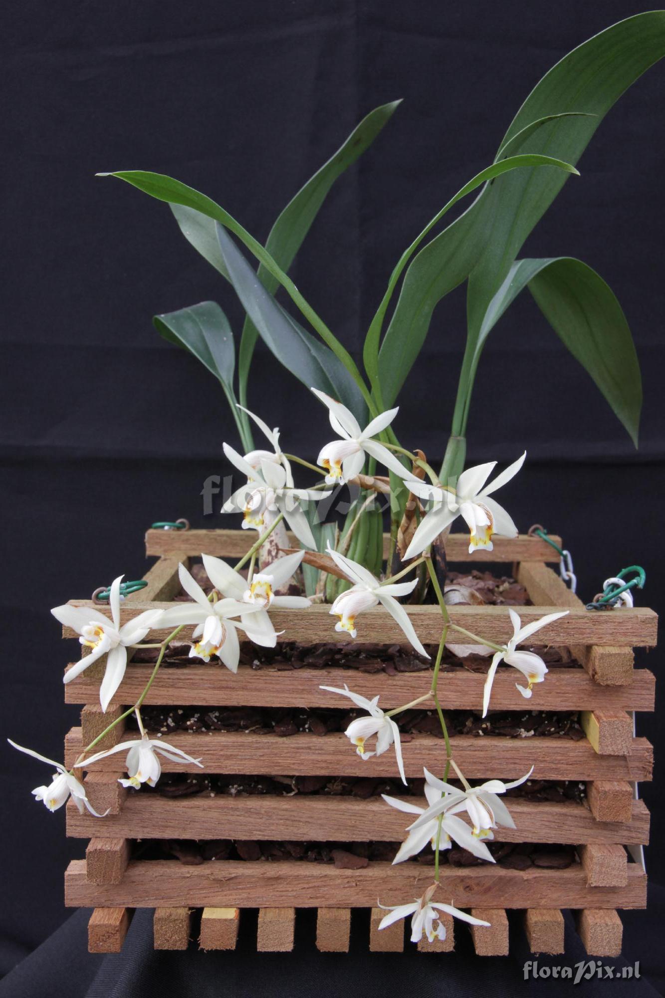 Coelogyne flacciada