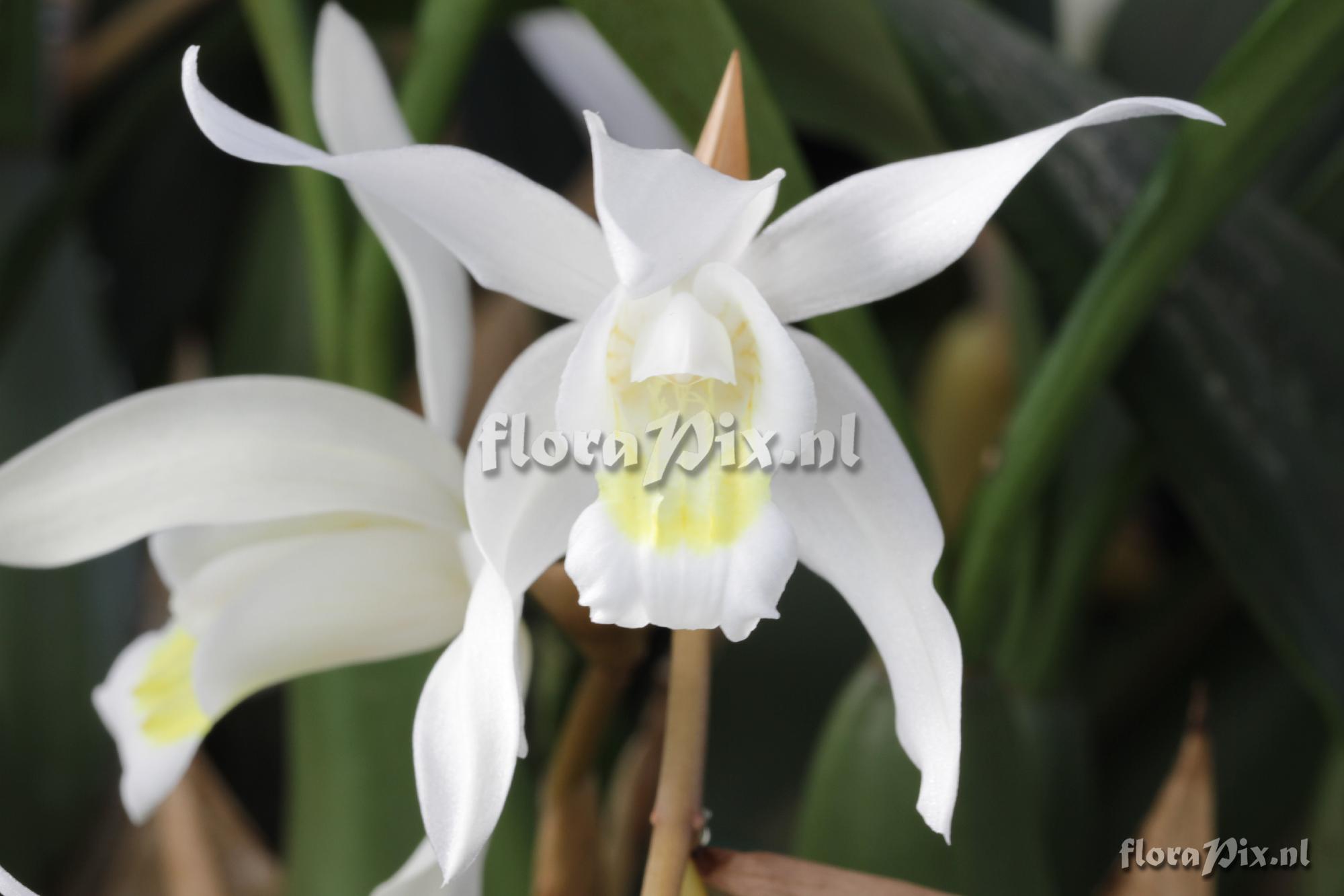 Coelogyne Intermedia