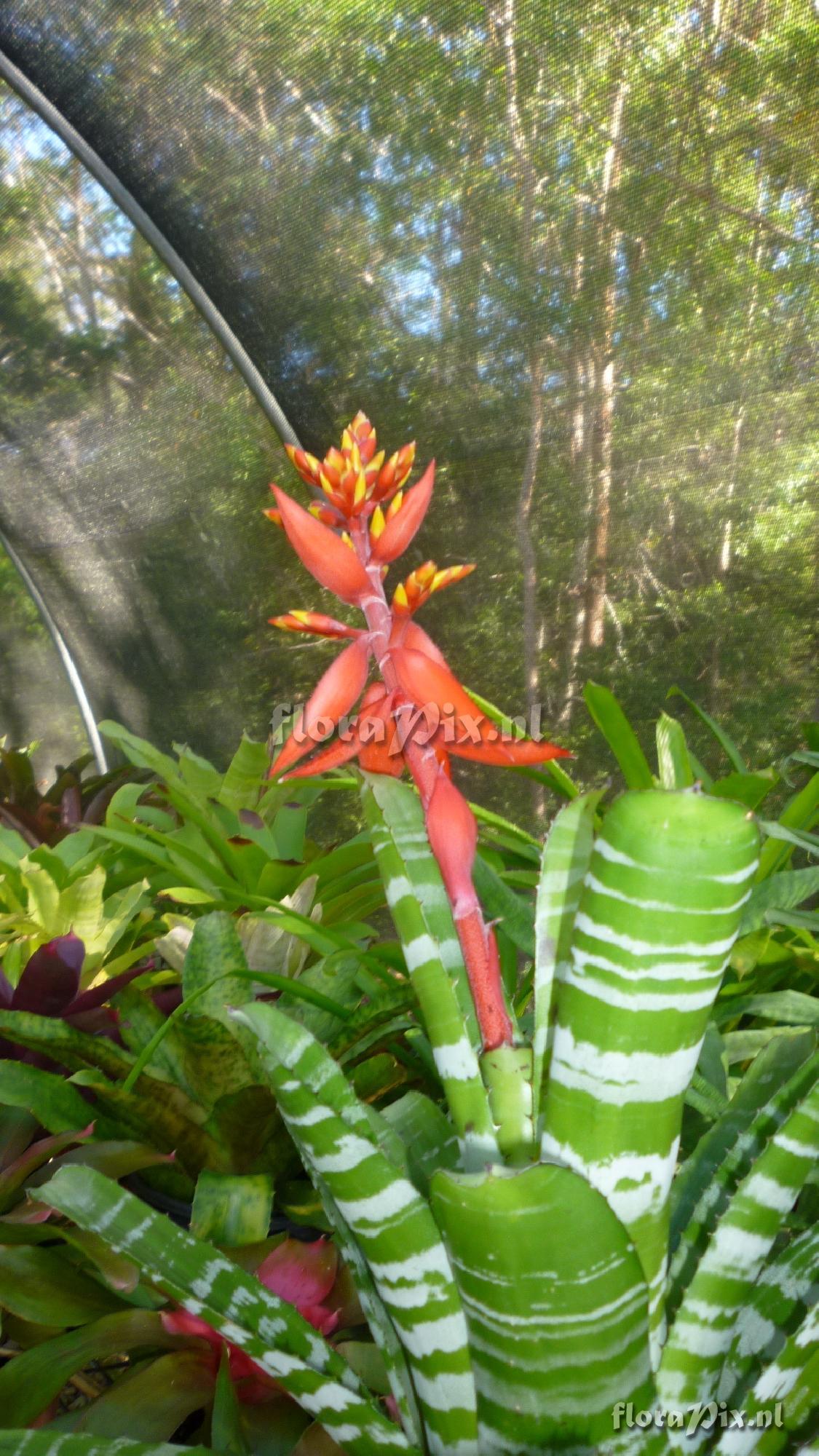 Aechmea chantinii