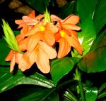 Crossandra sp. Flowers