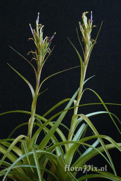 Tillandsia polystachia