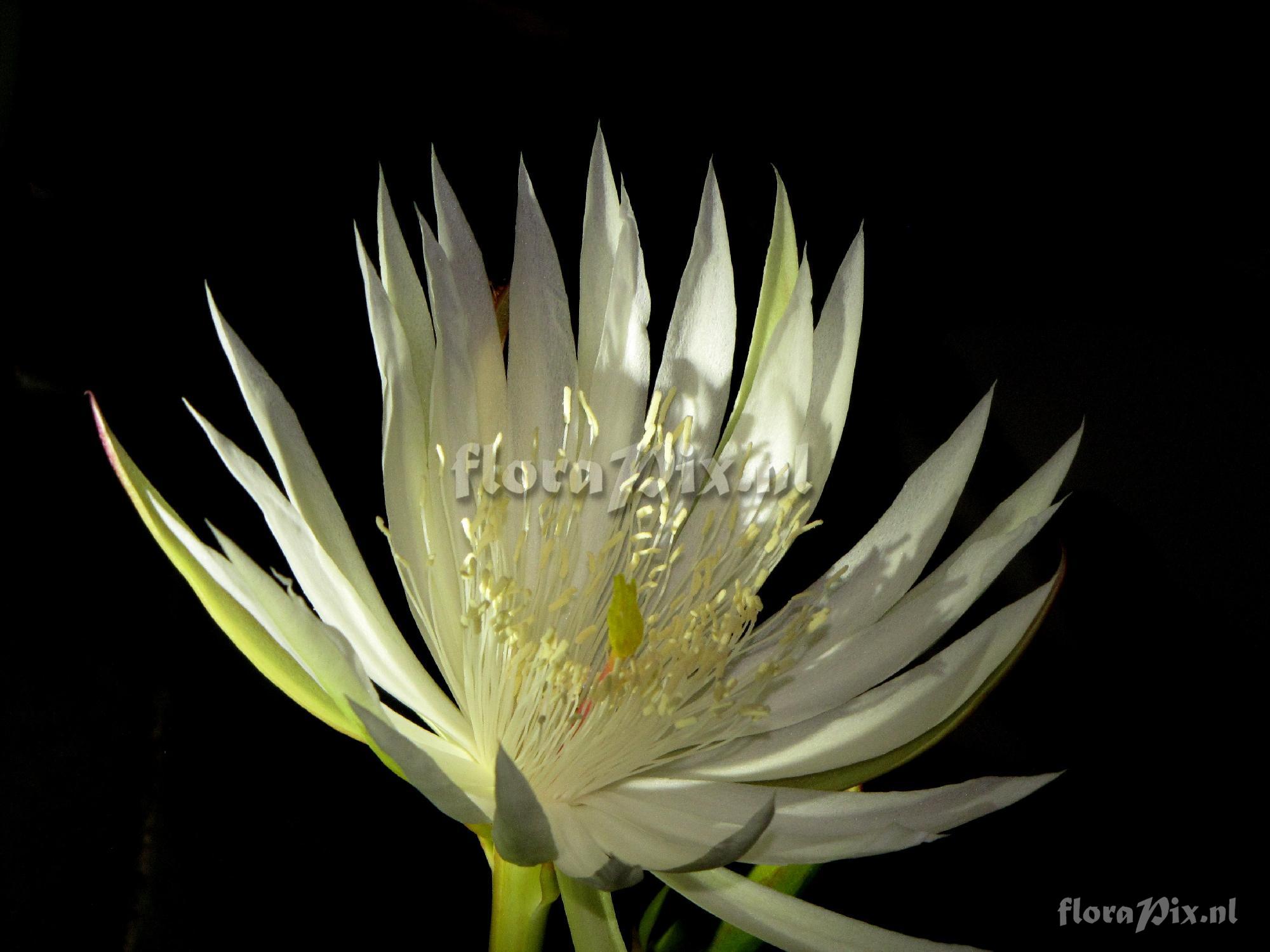 Epiphyllum santa rosa