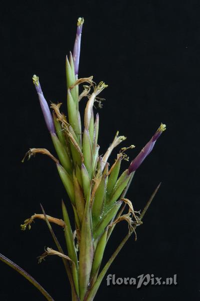 Tillandsia polystachia