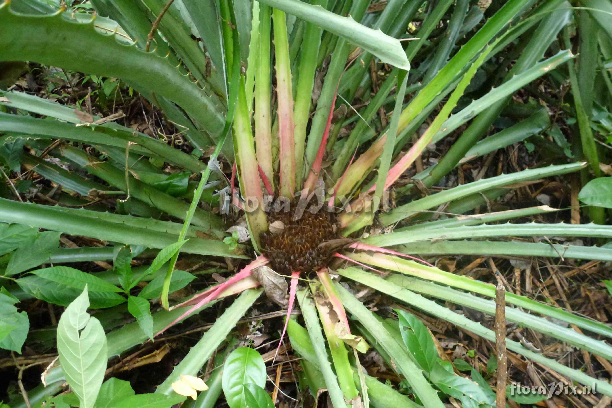 Bromelia karatas