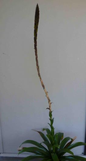 Vriesea longicaulis