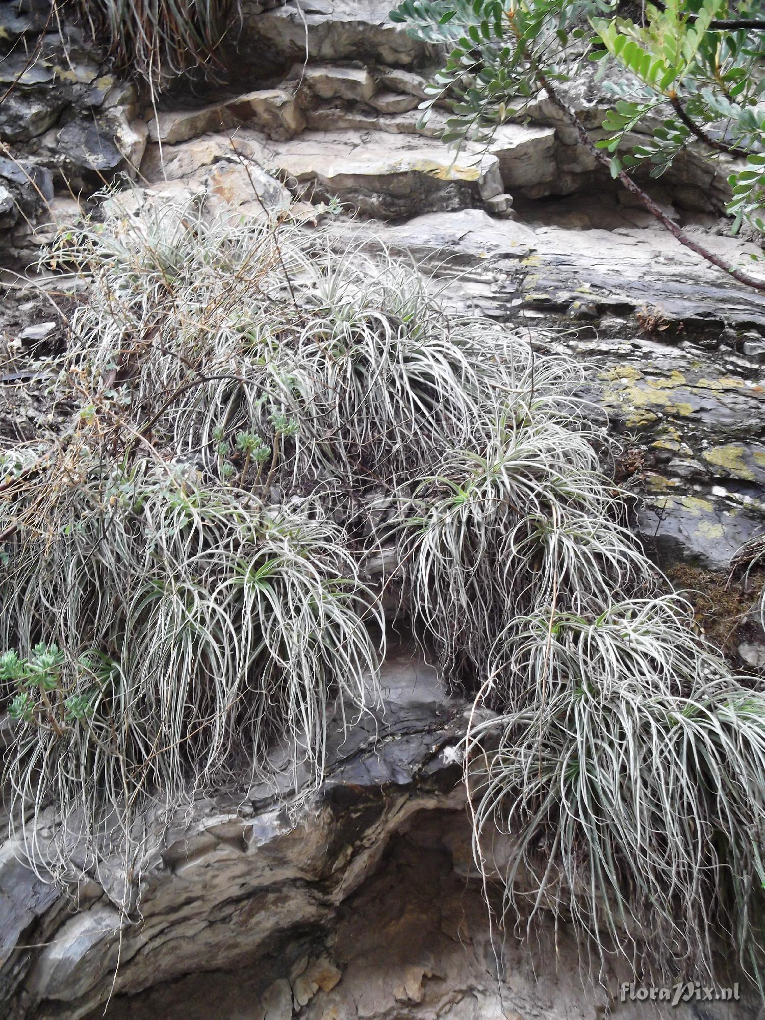 Hechtia tillandsioides