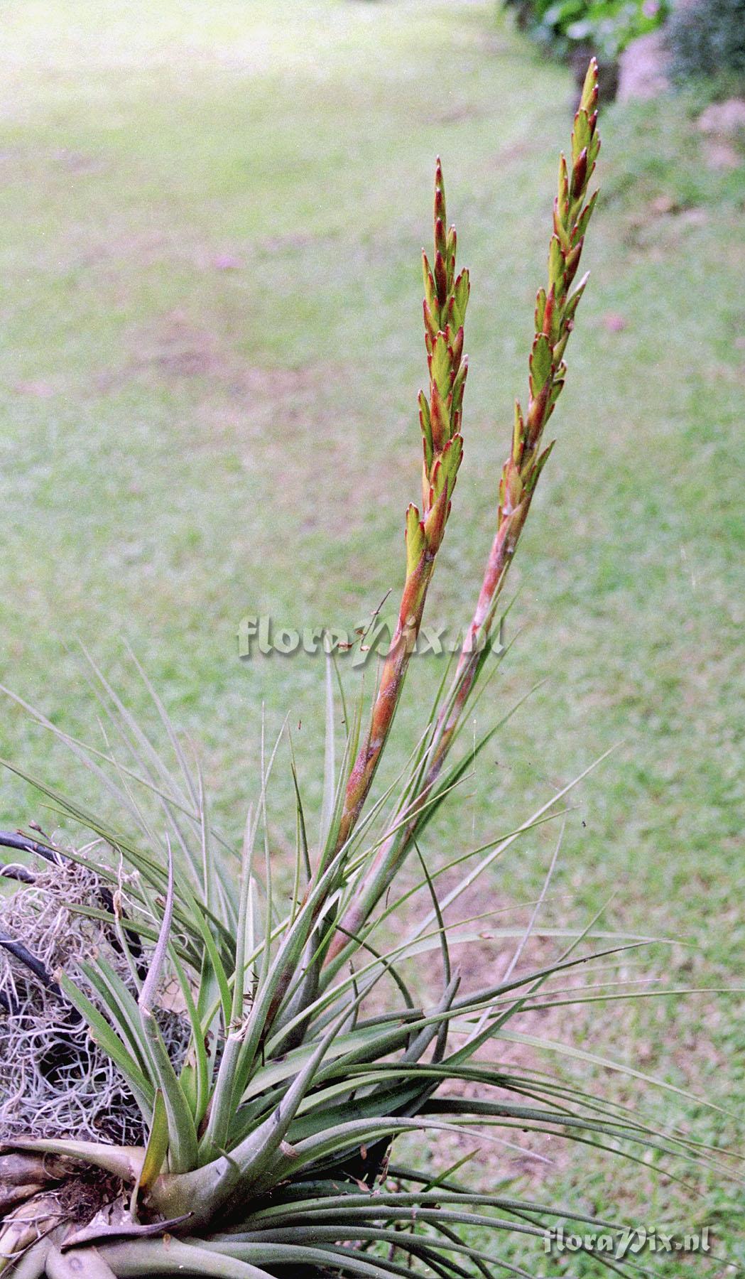 Tillandsia vicentina var. glabra