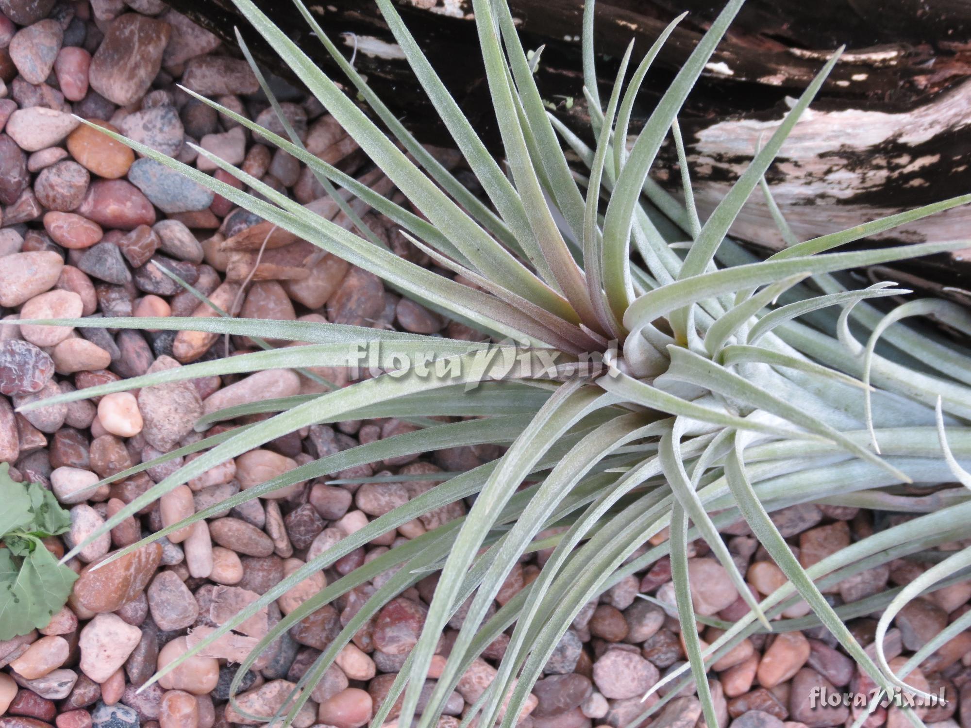 Tillandsia hybrid of tenuifolia x