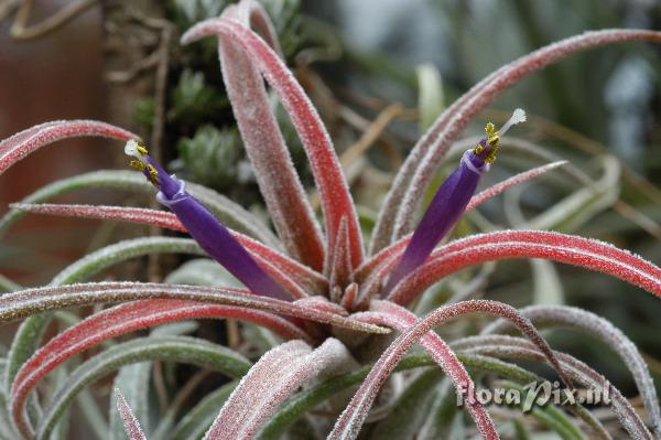 Tillandsia praschekii