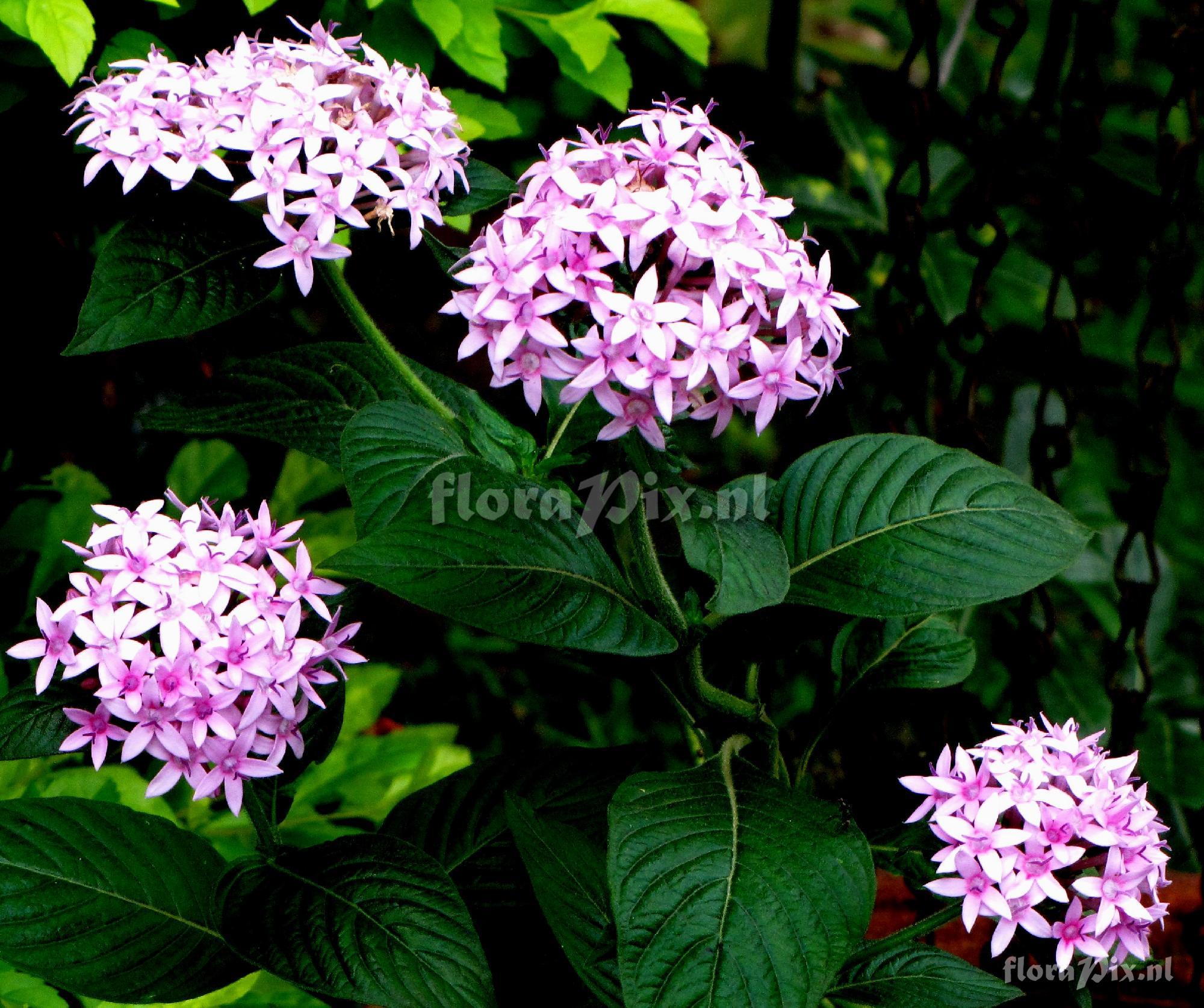 Pentas sp.. Rubiaceae