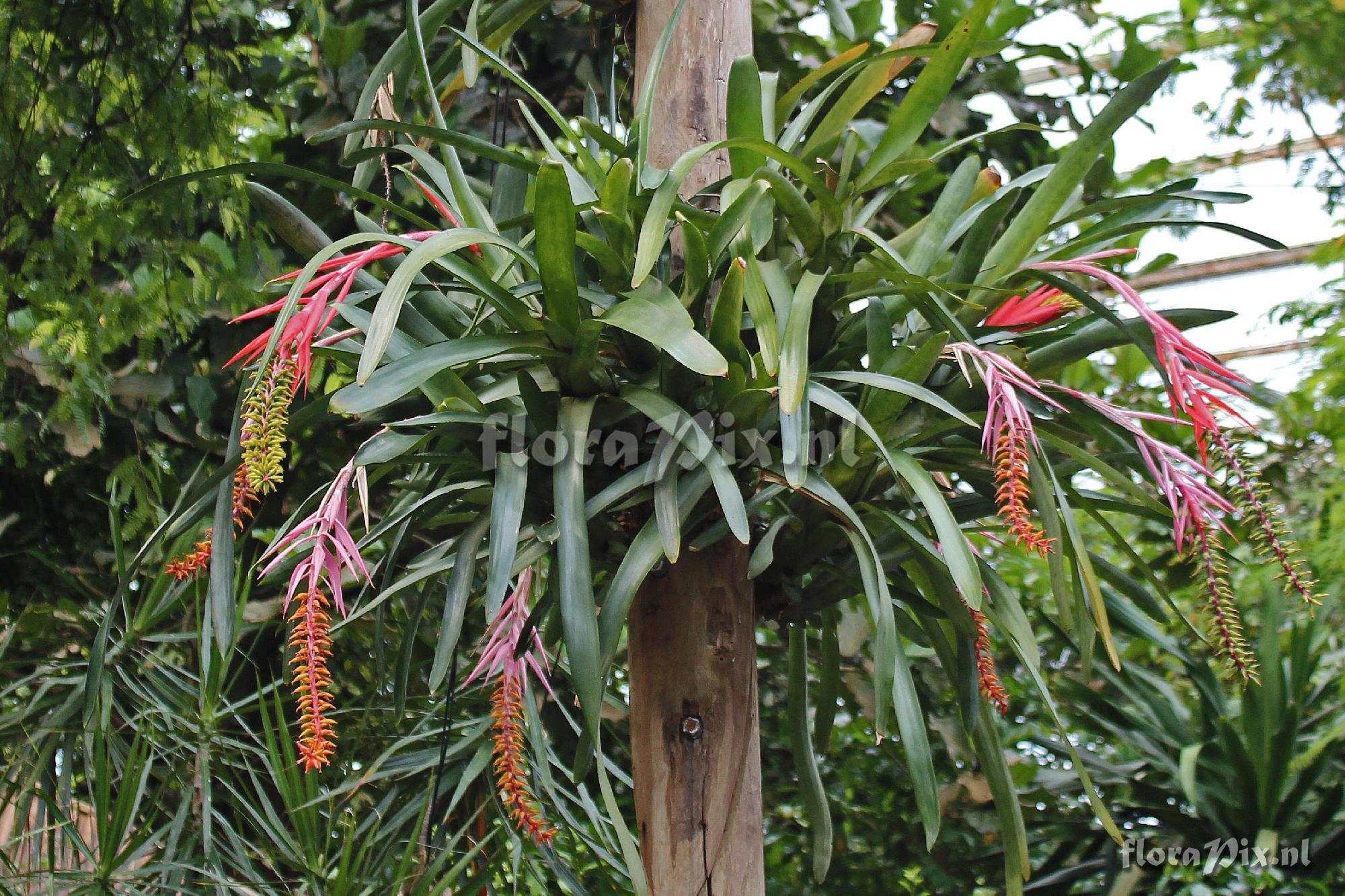 Aechmea nudicaulis