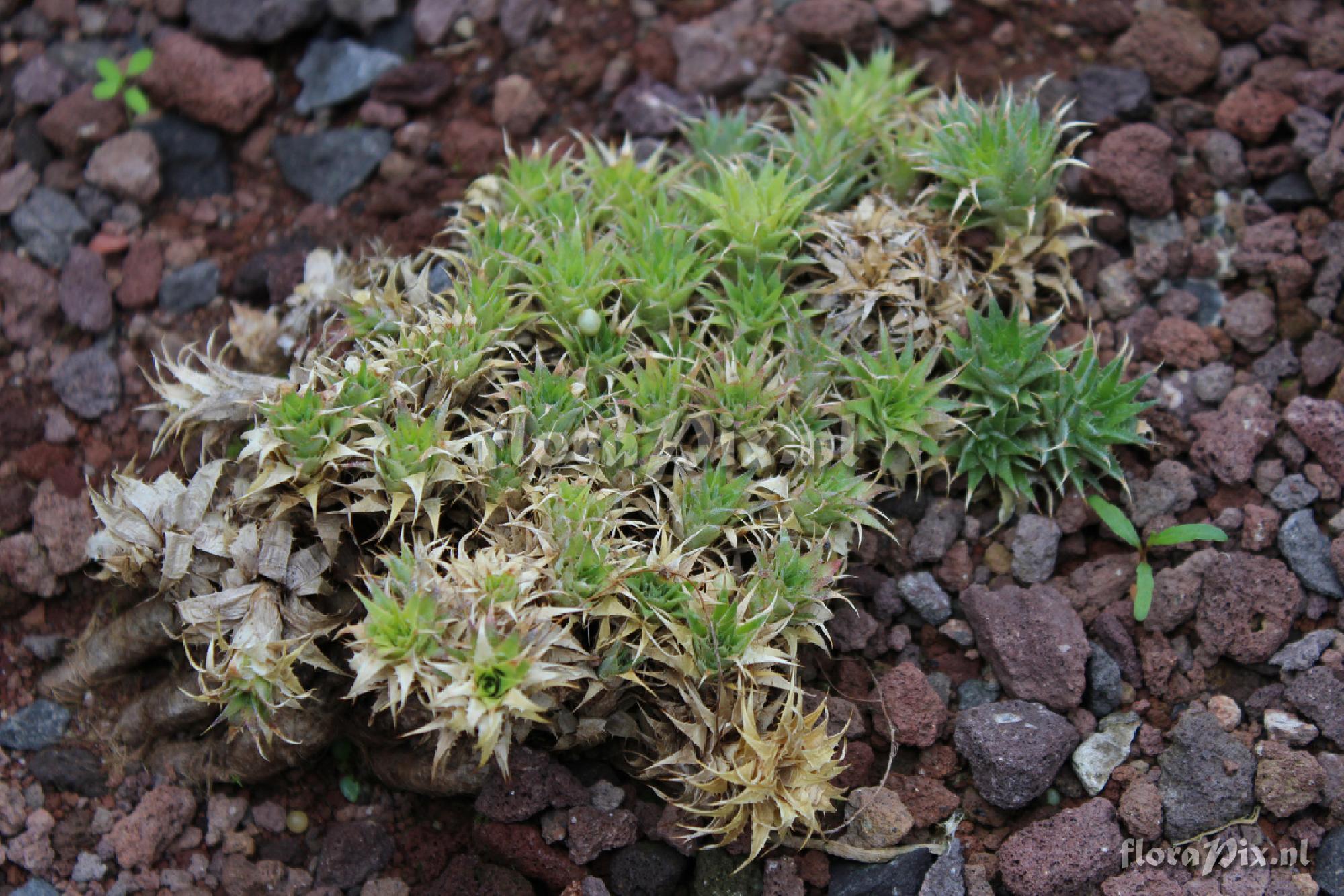 Deuterocohnia brevifolia