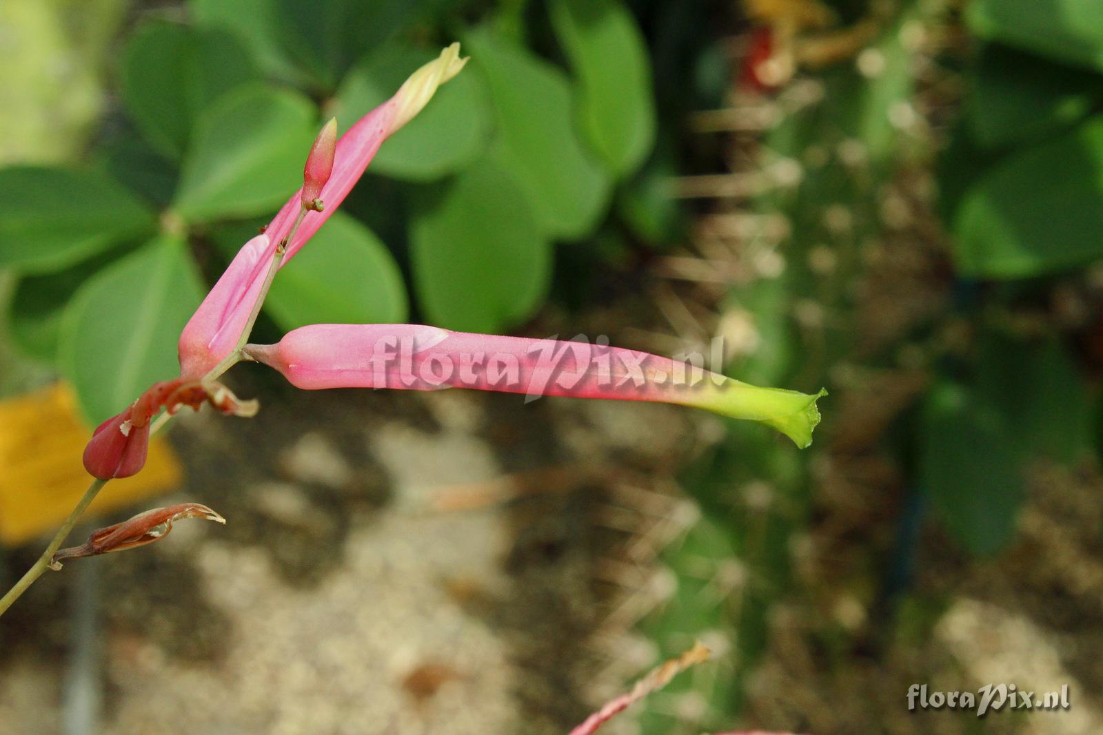 Deuterocohnia  carmineoviridiflora   	   