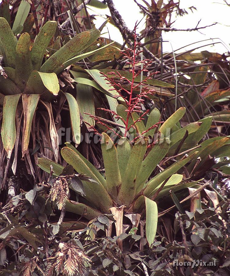 Tillandsia maculata