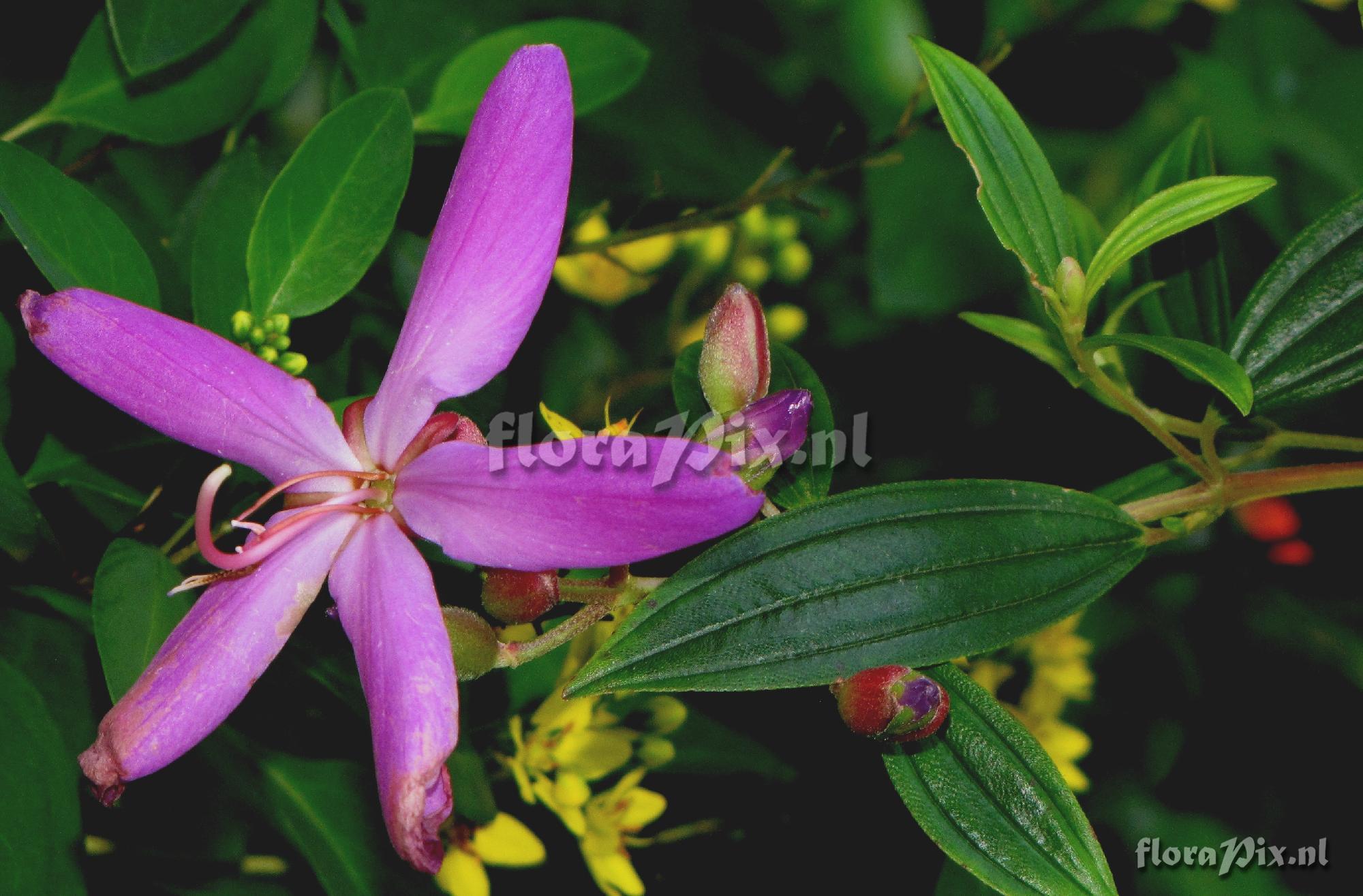 Osbeckiia sp Melastomaceae