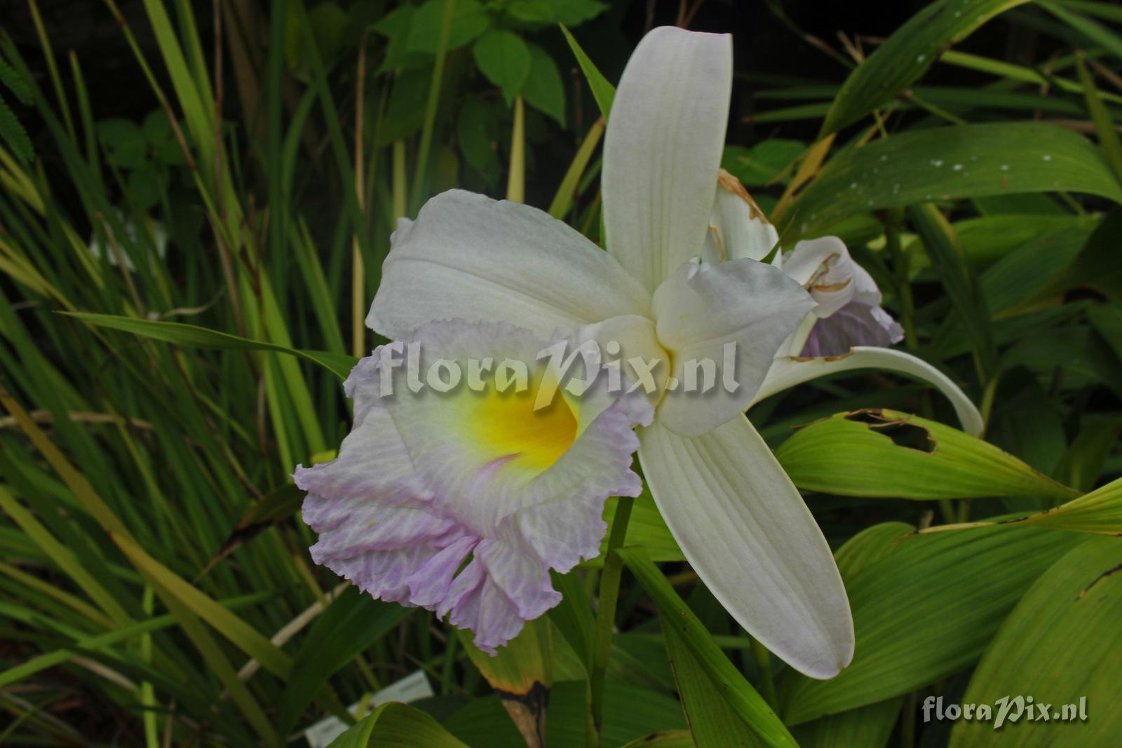 Sobralia 