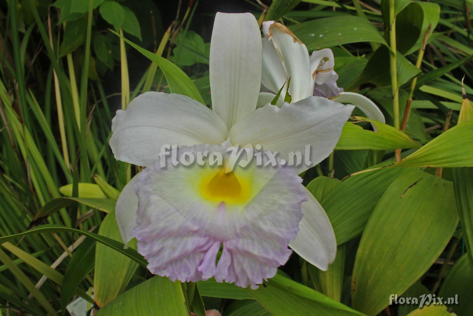 Sobralia 