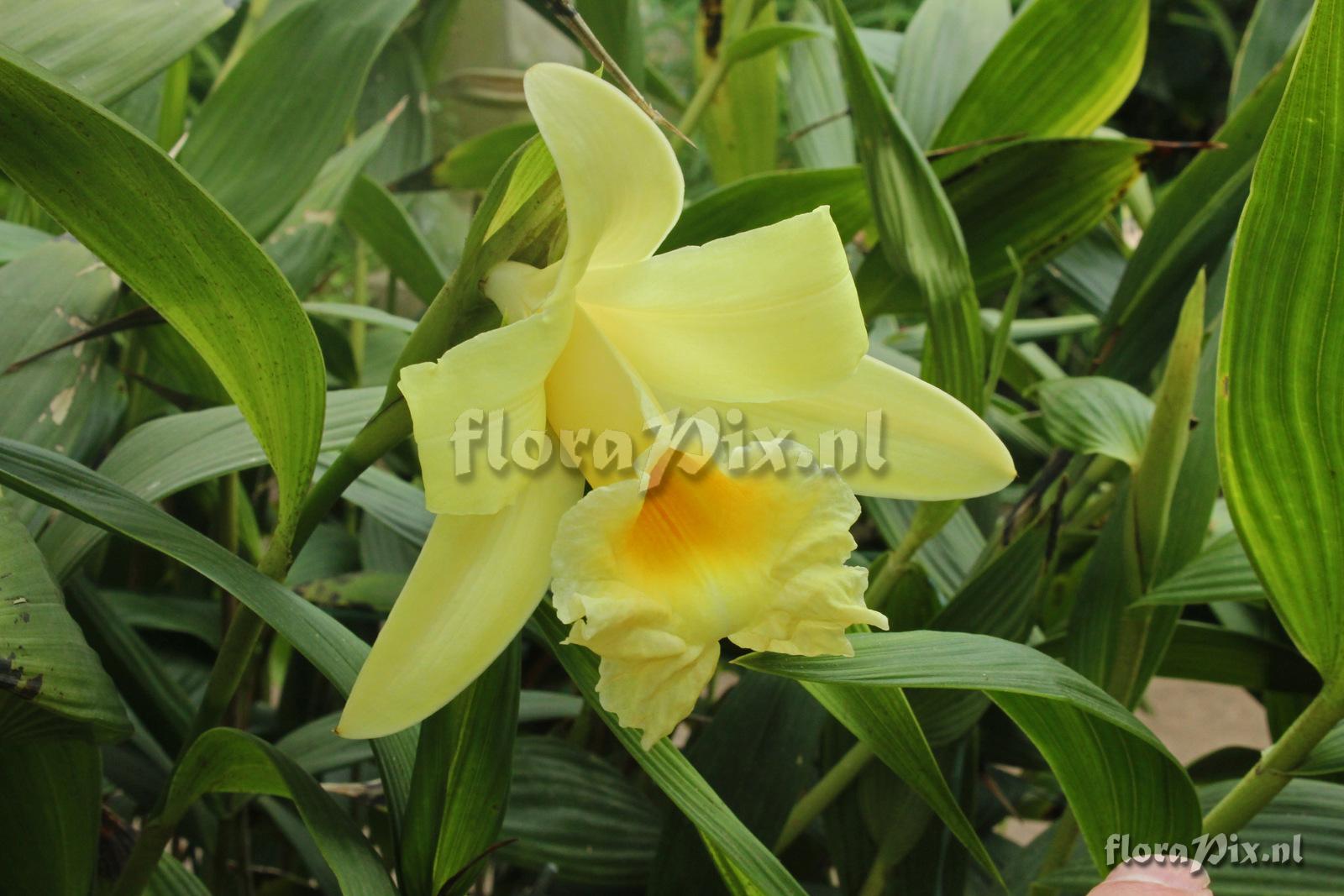 Sobralia xantholeuca