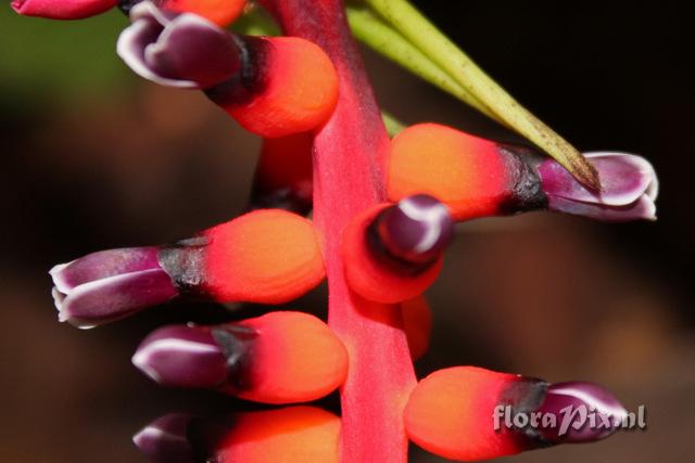 Aechmea victoriana