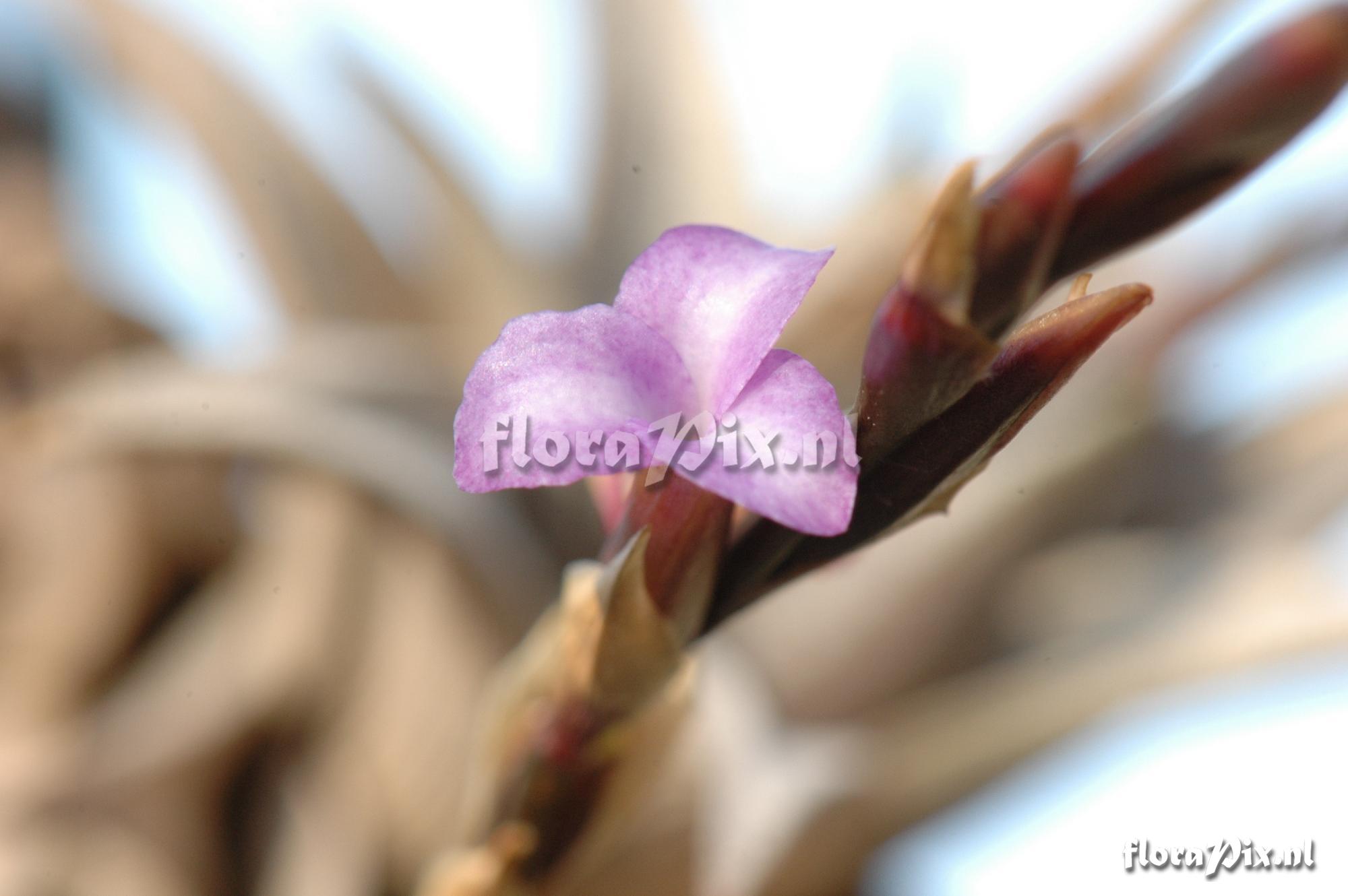 Tillandsia peiranoi