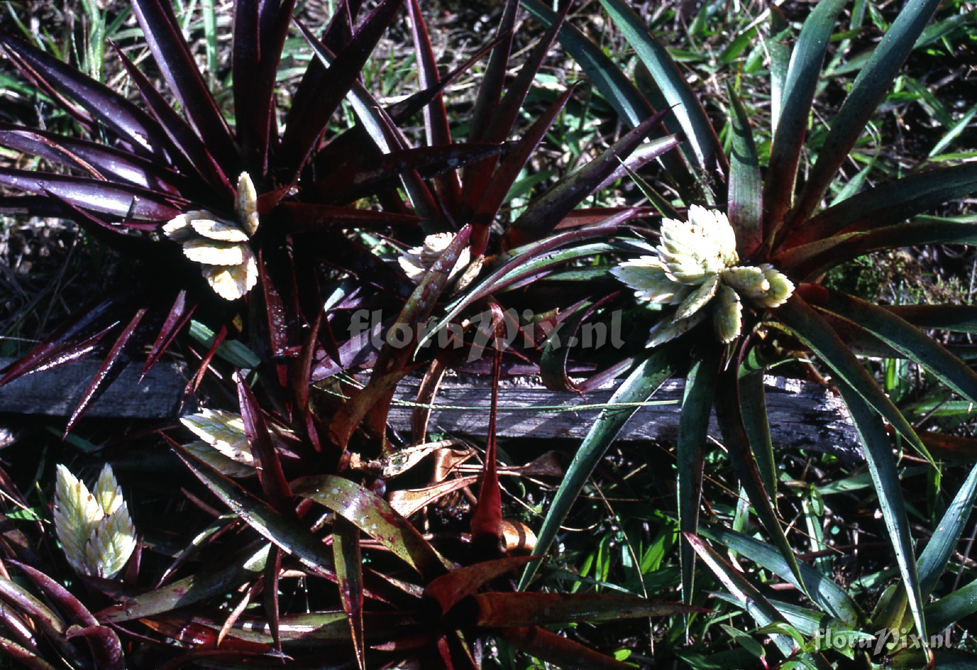 Tillandsia raackii