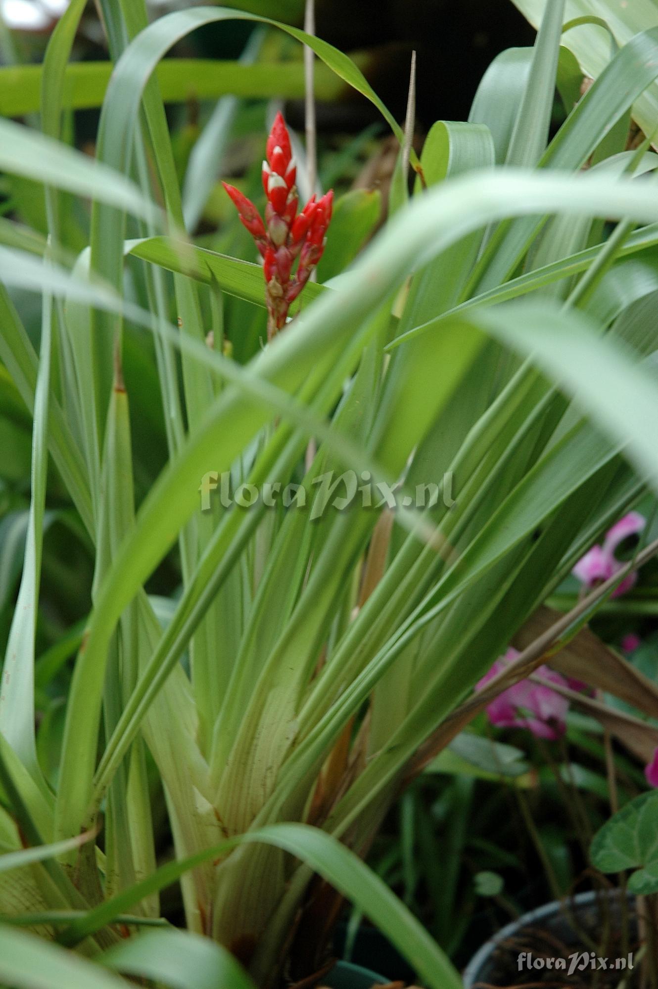 Guzmania madisonii