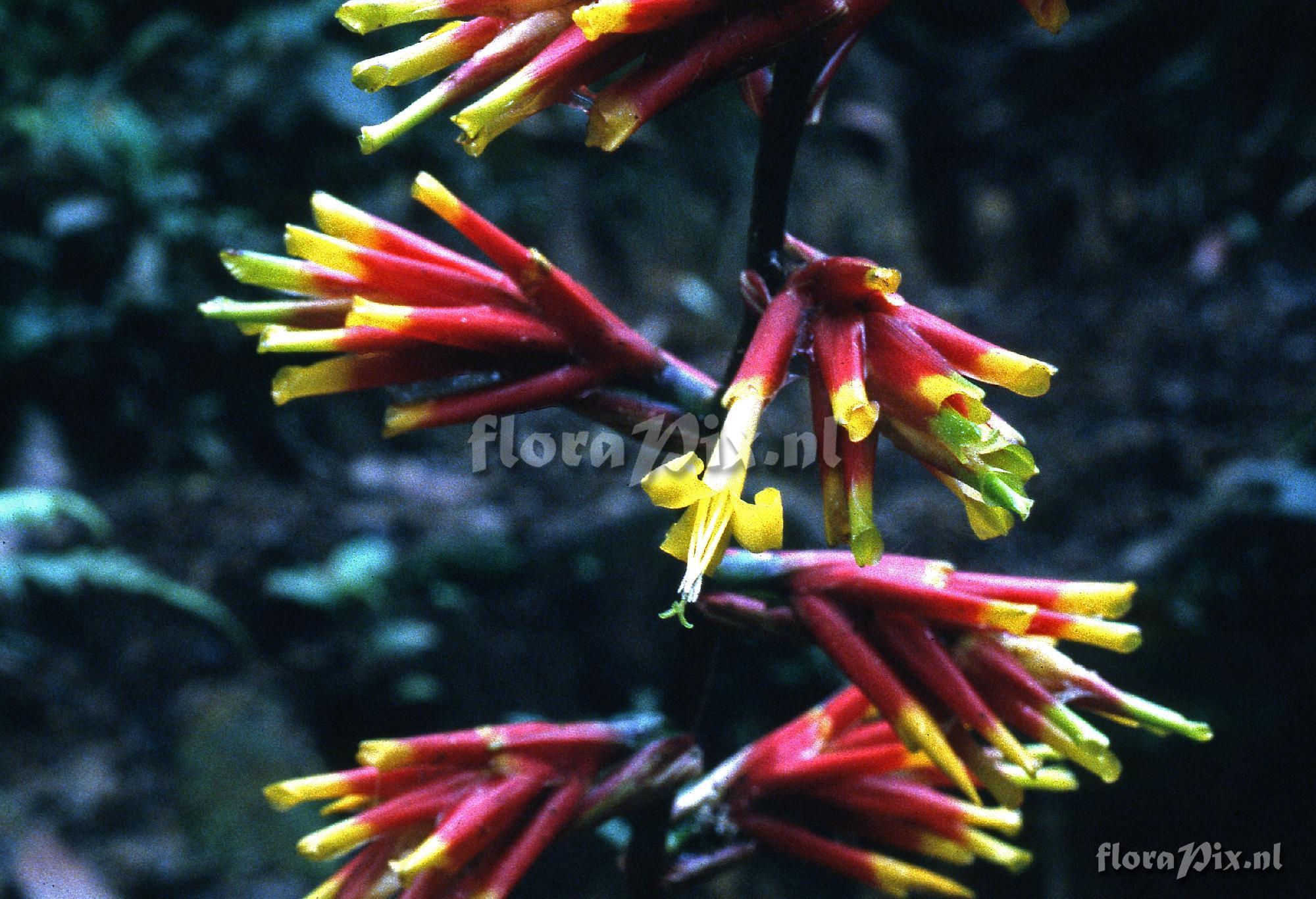 Guzmania amplectens