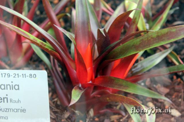 Guzmania butcheri